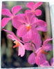 Butterfly Orchid Canvas Print